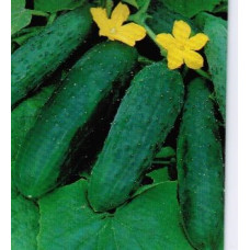 Avomaankurkku Reinin Rypäle 1 gramma Avomaankurkku Reinin Rypäle 1 gramma