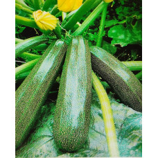 Diamant F1 kesäkurpitsa Diamant F1 kesäkurpitsa