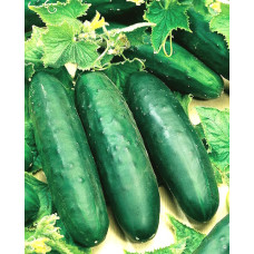 Marketmore salaattikurkku