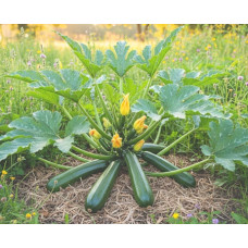 Partenon F1 kesäkurpitsa 5 s.