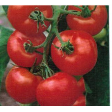 Tomaatti Tanskan Vienti 25 siementä