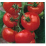 Tomaatti Tanskan Vienti 25 siementä